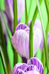 春天美丽的紫罗兰花番红花图片