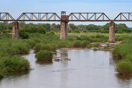 Kruger公园南图片