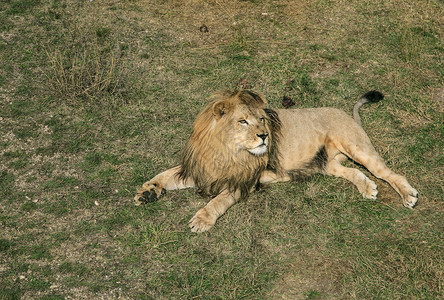 躺在草地上的成年狮子图片