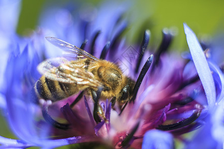 蜜蜂授粉一个美丽图片
