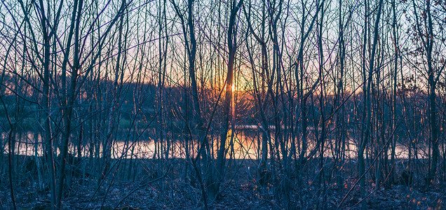 日落时池塘附近冬季树干的剪影图片