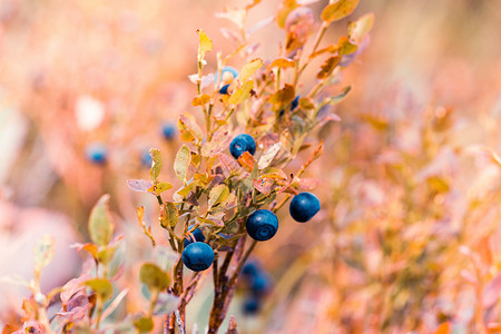 黄色布什的树枝上的蓝莓果秋天气图片