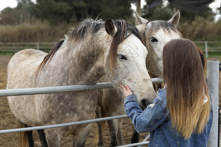 年轻女在西班牙阿利坎特省的一个避难所里爱护一些马匹图片