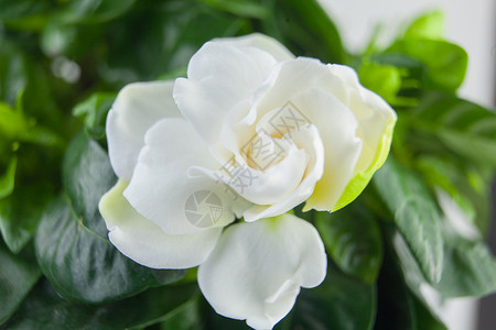 在绿色背景的美丽的白花栀子花背景图片