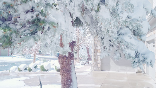 住宅附近常青树上的春雪背景图片