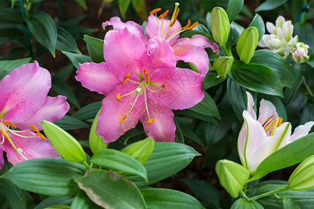 花园装饰背景中的百合粉红色花朵图片