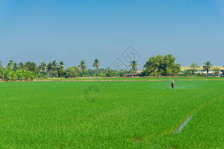 农村种植园农业中大稻田图片
