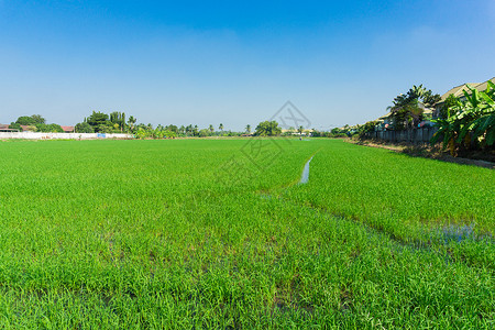 农村种植园农业中大稻田图片