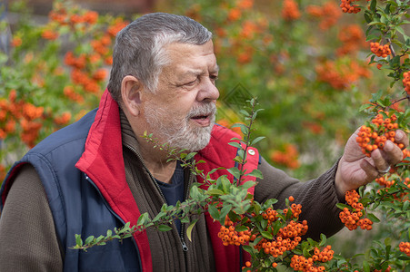 在秋天花园里欣赏皮拉坎塔灌木和橙莓的胡子长胡子老图片