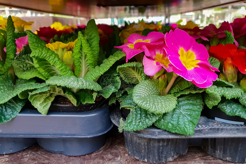 春季花卉销售Primrose图片