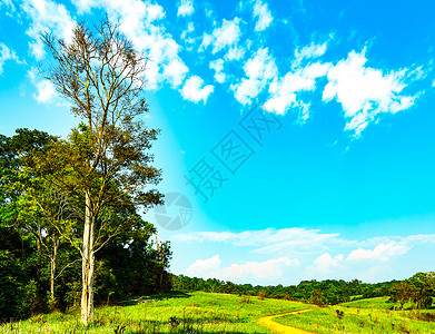 绿草田的美丽乡村景观图片
