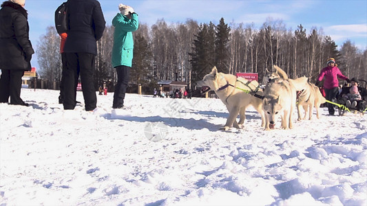司机和西伯利亚哈士奇在冬天风景的赫斯基狗冬季比赛中四只西伯利亚哈士图片