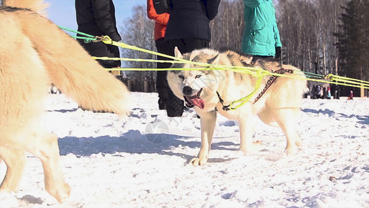 司机和西伯利亚哈士奇在冬天风景的赫斯基狗冬季比赛中四只西伯利亚哈士图片