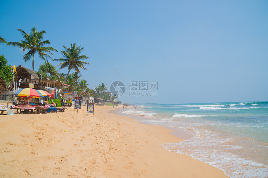印度洋岸边的棕榈树在斯里兰卡伊图片