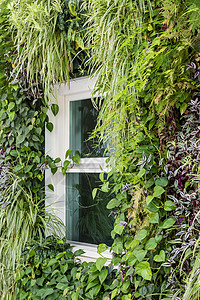 窗户周围有不同室内植物的垂图片