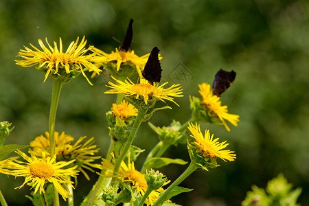 黄色花朵上的蝴蝶群图片