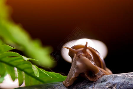 肉桂蜗牛或加斯特罗波达Gastropoda的近闭座落在家图片