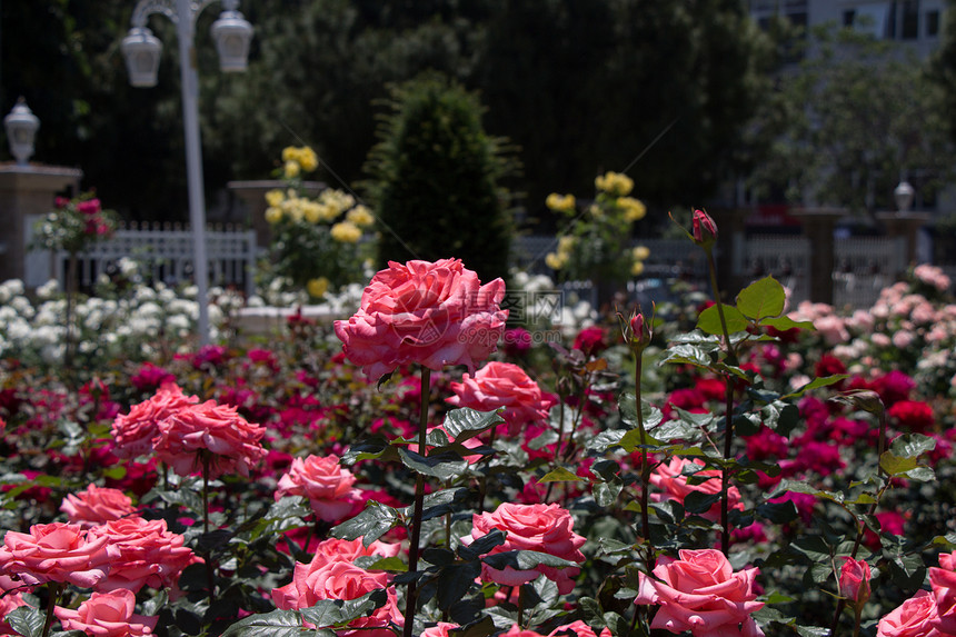 玫瑰园里种满了美丽的新鲜玫瑰图片