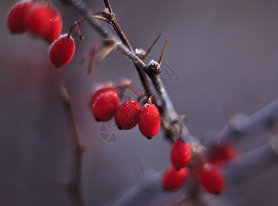 红莓树胡佛罗斯特在树枝上图片