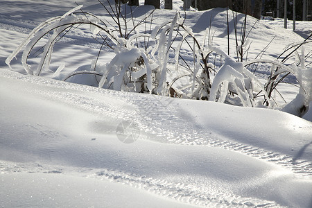 冬天的风景冷杉树和冰柱上的雪图片