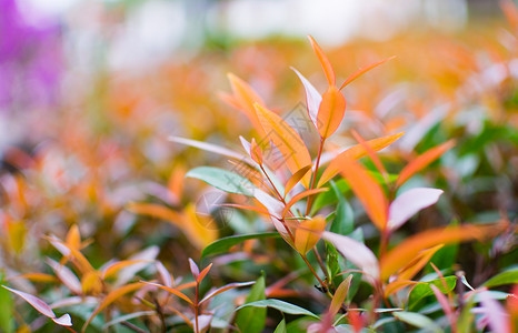 这是Ixora叶子的特写照片它的花叫针叶图片