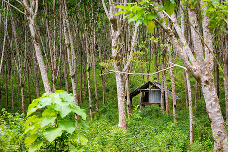 泰国热带KohLantaNoi的夏日风景和橡胶树种植园图片