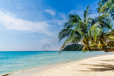 泰国KohKood岛热带棕榈图片