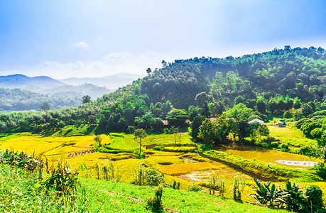 泰国清莱的稻田景观图片