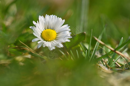 春地草原上美丽开花的菊花图片