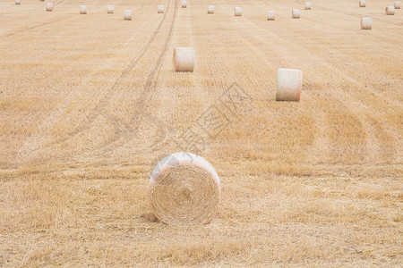 夏天小麦收割后的稻草圆包图片