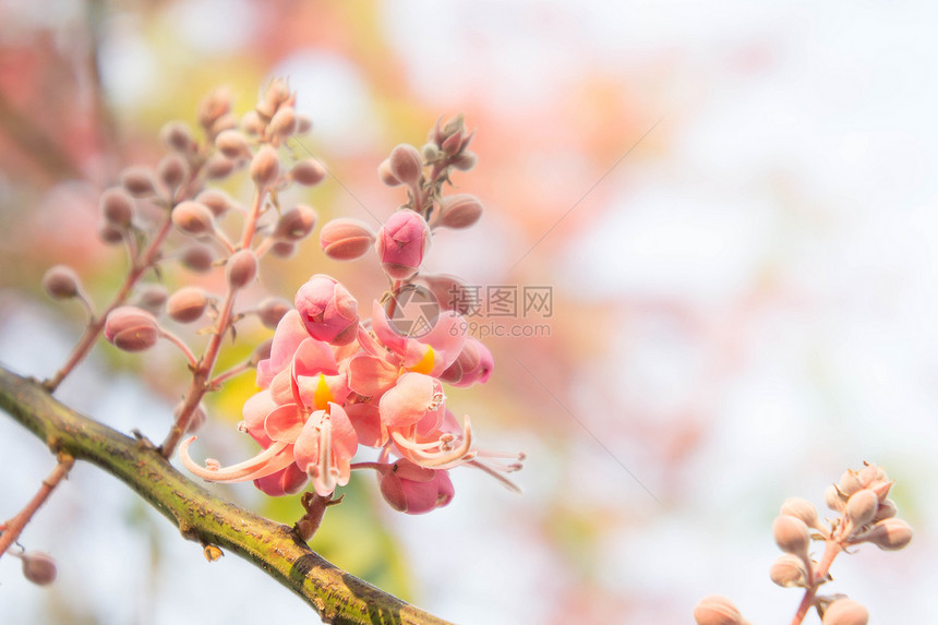 决明子花菊花在夏天开花图片