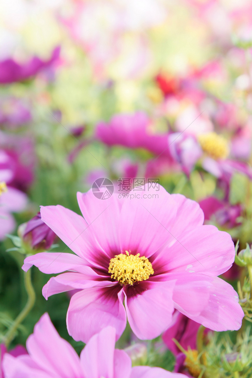 粉红的宇宙花朵菊花在图片