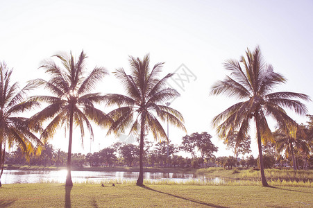 公园椰子树和天空日落复古背景图片