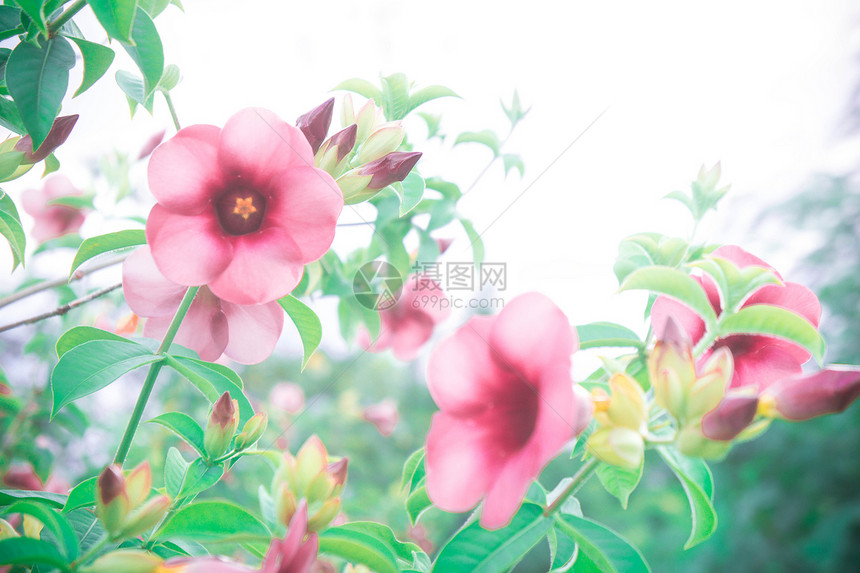 花卉复古花园植物中的粉红色花朵图片