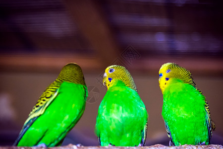 三只美丽的黄绿色鹦鹉或木形树枝上的蒙洛西图片
