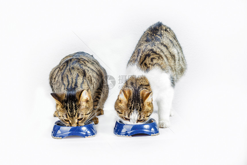 饥饿的猫在食物碗里吃东西图片