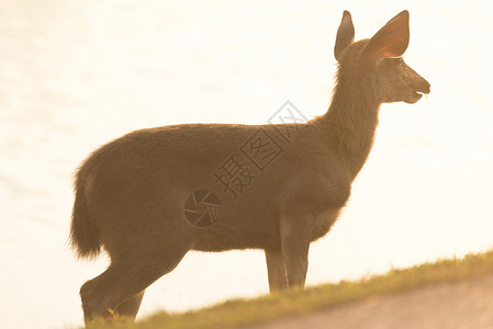 泰国考艾公园的水鹿图片