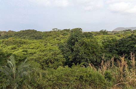南非祖鲁兰蓝天下圣卢西亚河口的树木和湿地植被景观高清图片