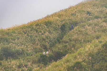 阳明山公园草原景观图片