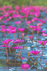 泰国热带公园的莲花湖图片