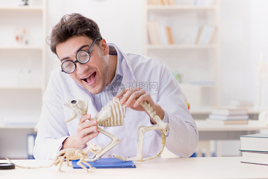 研究动物骨骼的有趣疯图片
