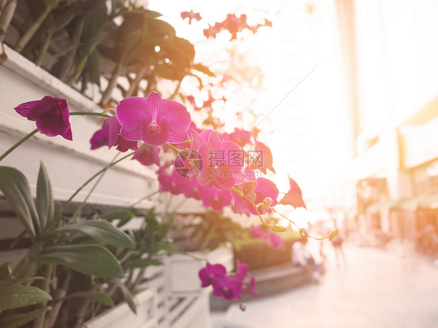 垂直花园自然背景白木箱中的兰花图片