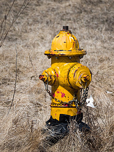 在草原过度生长的草地上拍摄了一张风化黄漆防火水合剂供新的未图片