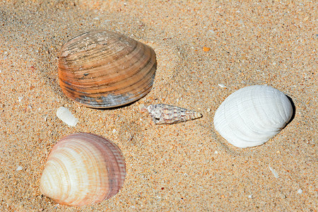 沙滩上的四枚贝壳图片
