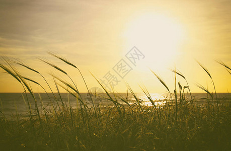 海滩和大海的背景与日落颜色的麦田图片