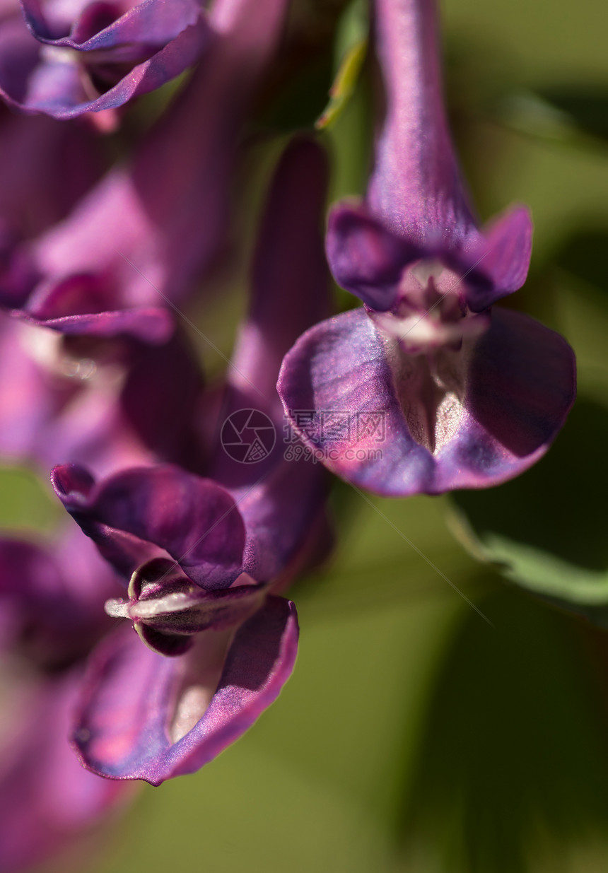 春天紫罗兰色五颜六色的花朵的特写图片
