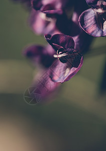 春天丁香五颜六色的蓝莓特写镜头图片