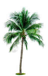 椰子树与白色背景隔绝图片