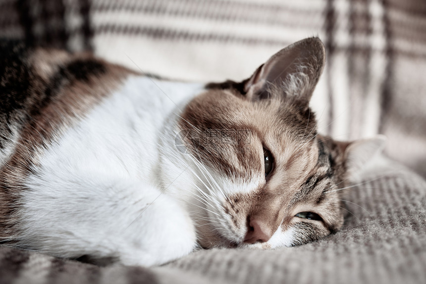 在温暖的春日睡在毯子上的可爱小猫平静图片