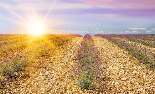 普罗旺斯田野上的薰衣草丛组成在薰衣草紫色花朵的日落法国图片